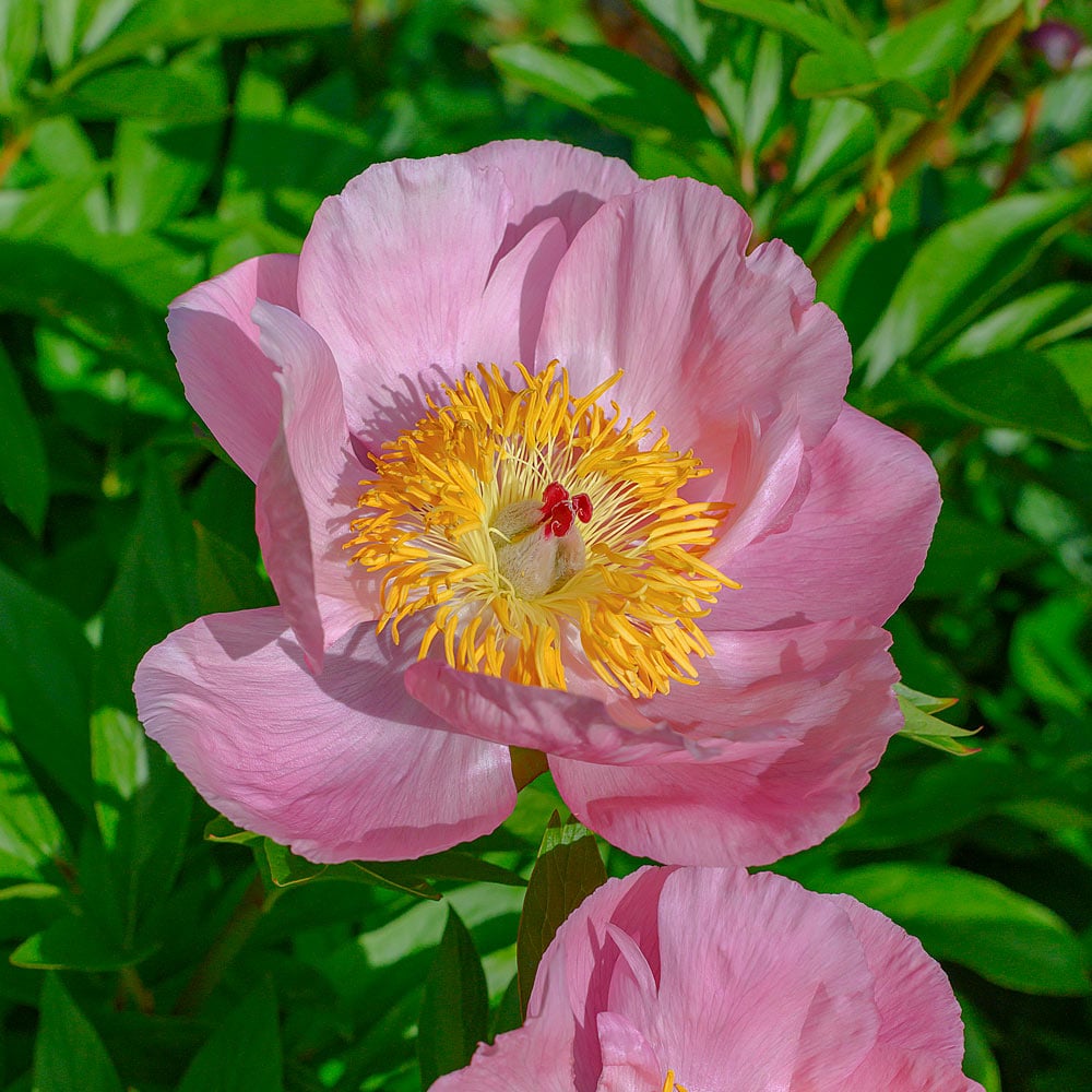 Peony 'Roselette'