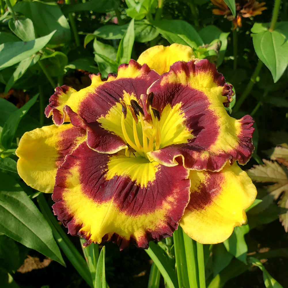 Hemerocallis (Daylily) 'Pansy Face Charmer' - Reblooming