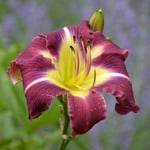  Hemerocallis (Daylily) 'Thank Your Lucky Stars' - Reblooming