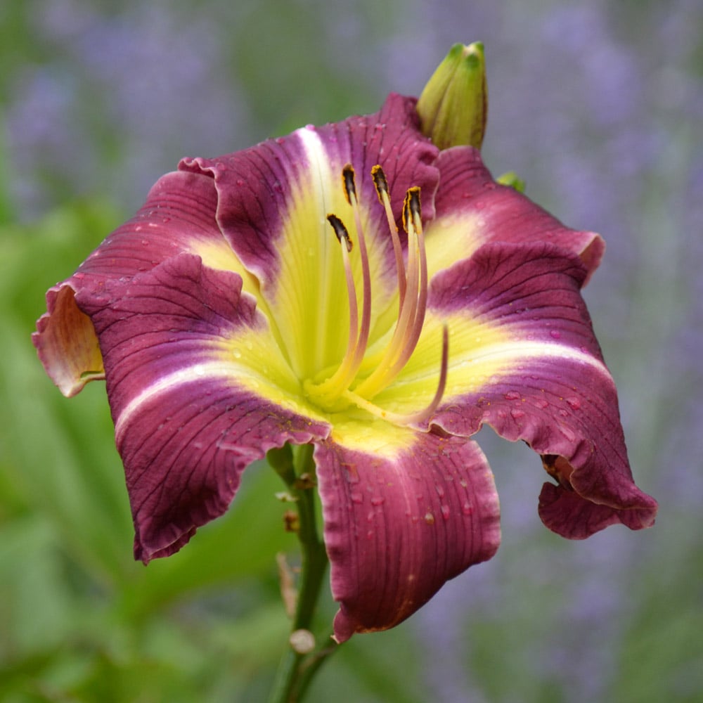 Hemerocallis (Daylily) 'Thank Your Lucky Stars' - Reblooming