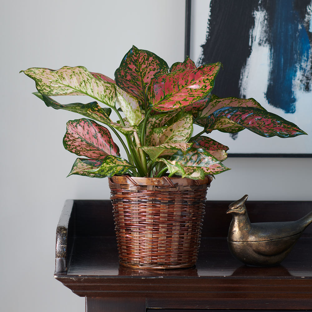 Chinese Evergreen 'Lady Valentine' | White Flower Farm