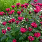  Monarda Bee-You® Bee Happy™