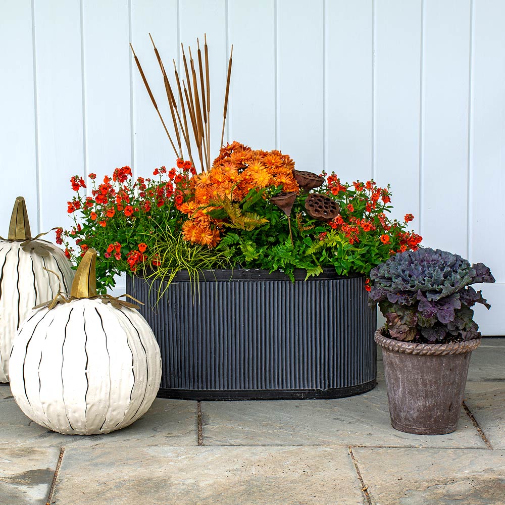 Pumpkin Colors Fall Collection