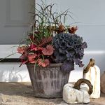  Brandied Peach Fall Collection