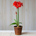  Amaryllis 'Double Shine,' one bulb in woven basket