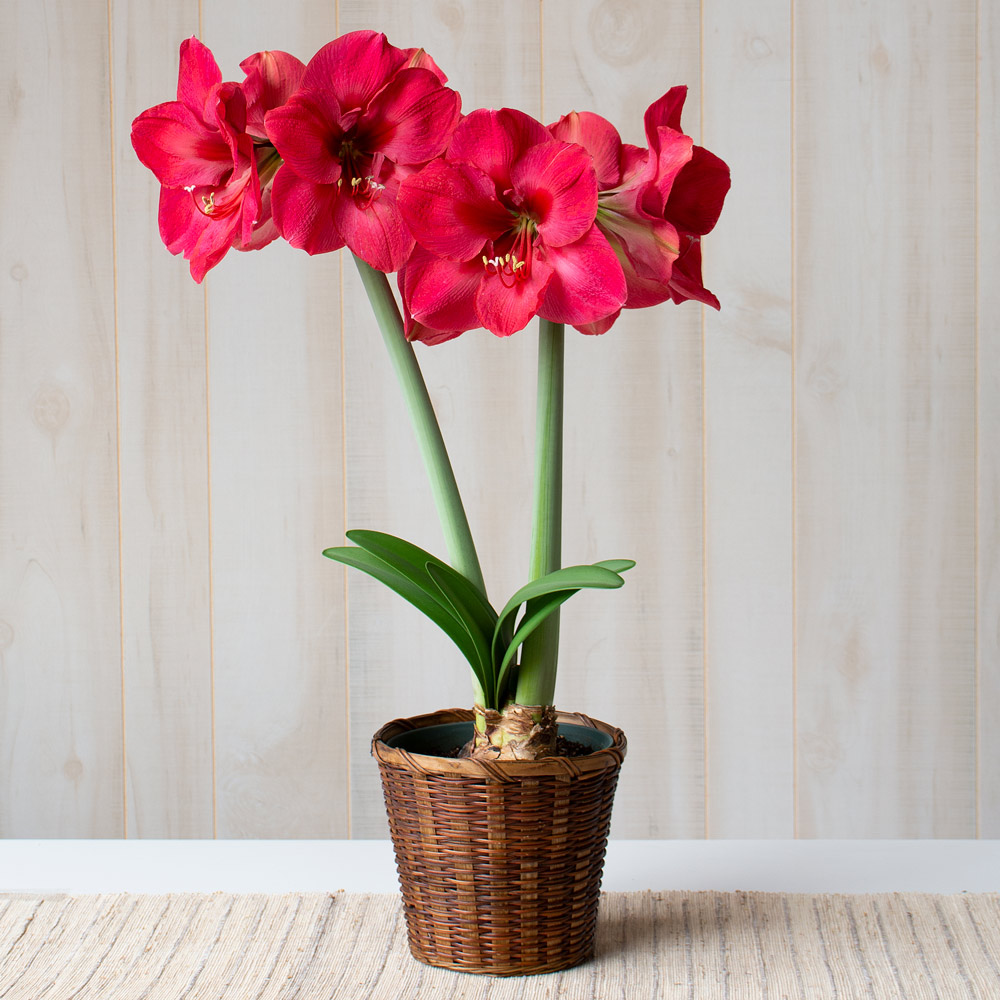 Amaryllis 'Lagoon'