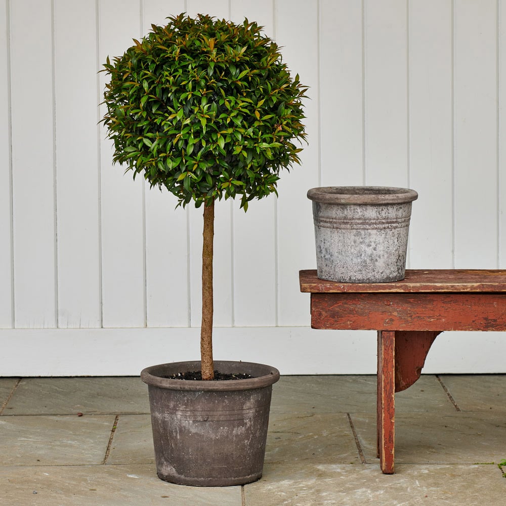 Tuscan Gray Pot and Saucer