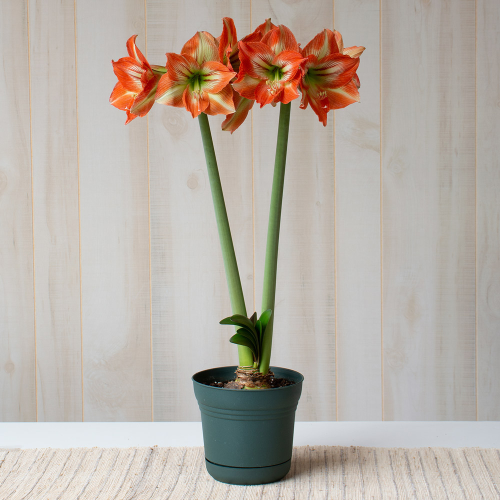 Amaryllis 'Naomi'
