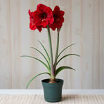  Amaryllis 'Red Label,' one bulb in nursery pot