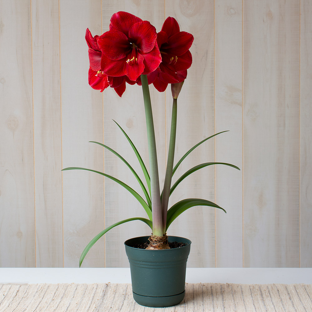 Amaryllis 'Red Label'