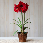  Amaryllis 'Red Label,' one bulb in woven basket