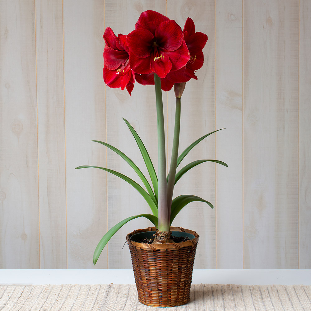 Amaryllis 'Red Label'