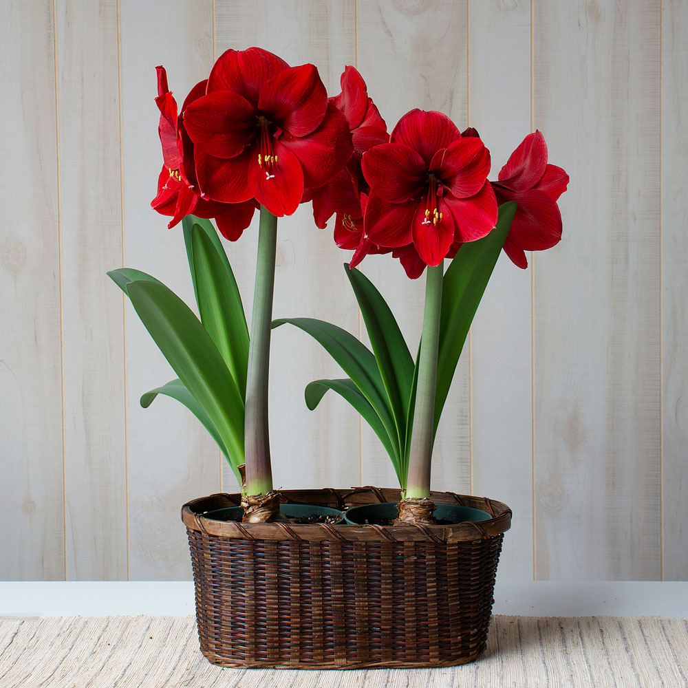 Amaryllis 'Red Label'