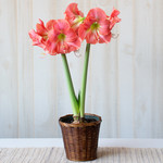  Amaryllis 'Rosalie,' one bulb in woven basket