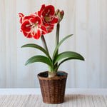  Amaryllis 'Samba,' one bulb in woven basket