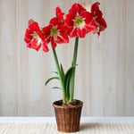  Amaryllis 'Silver Dream,' one bulb in woven basket