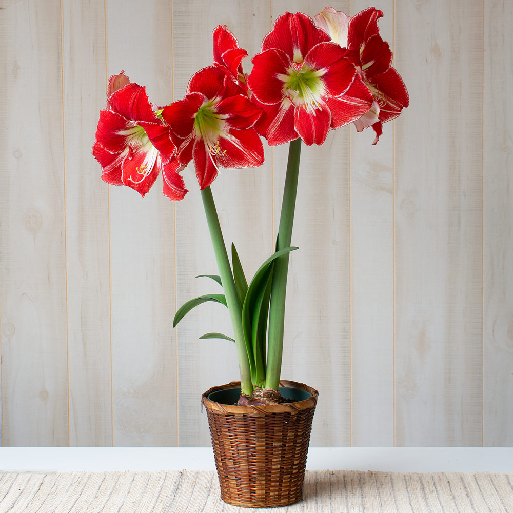 Amaryllis 'Silver Dream'