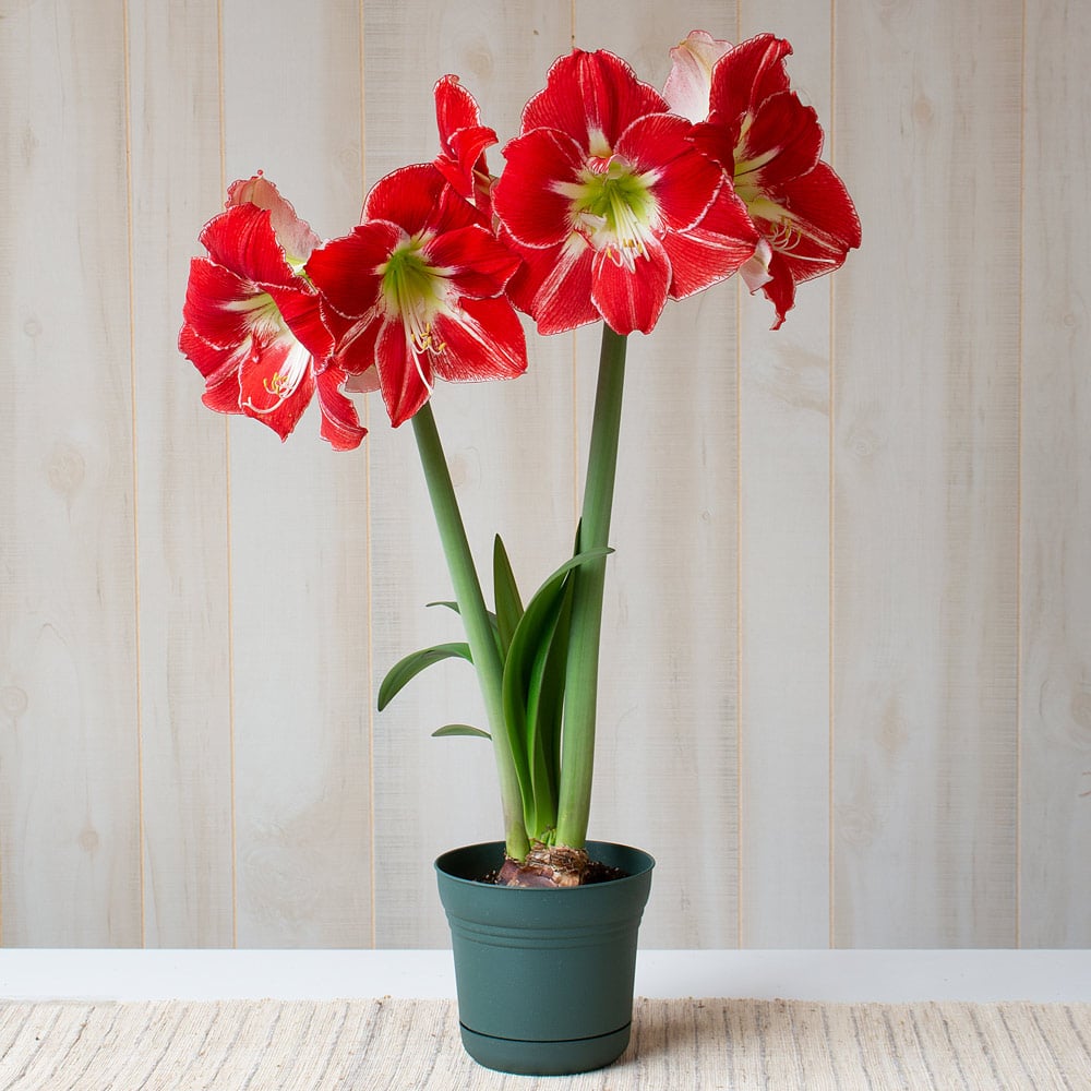 Amaryllis 'Silver Dream'