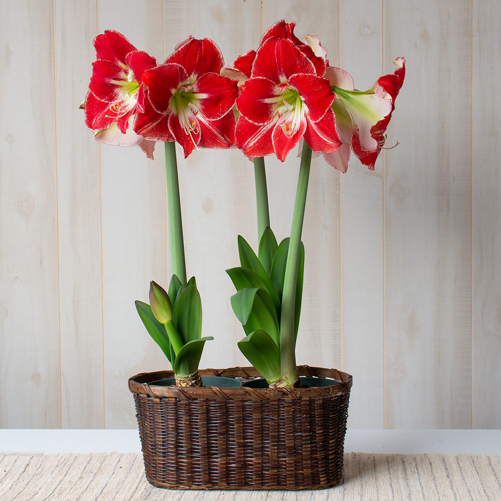 Amaryllis 'Silver Dream'