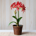  Amaryllis 'Splash,' one bulb in woven basket