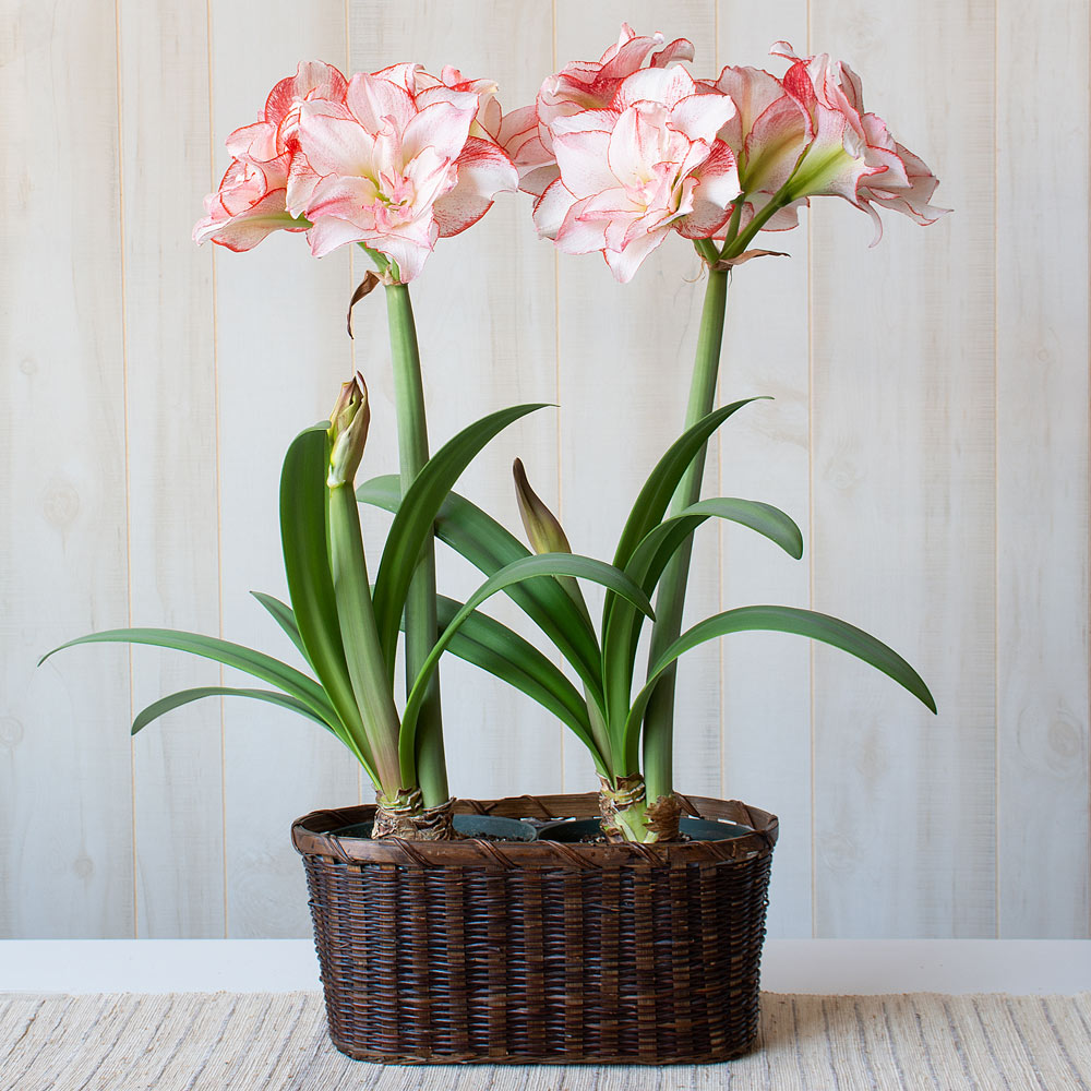 Amaryllis Striped Amadeus | White Flower Farm
