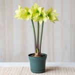  Amaryllis 'Yellow Star,' one bulb in nursery pot