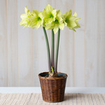  Amaryllis 'Yellow Star,' one bulb in woven basket