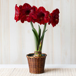  Amaryllis 'Red Reality,' one bulb in woven basket