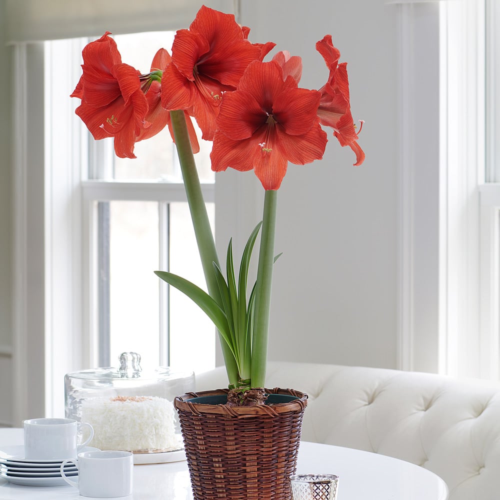 Amaryllis 'Gold Medal' White Flower Farm