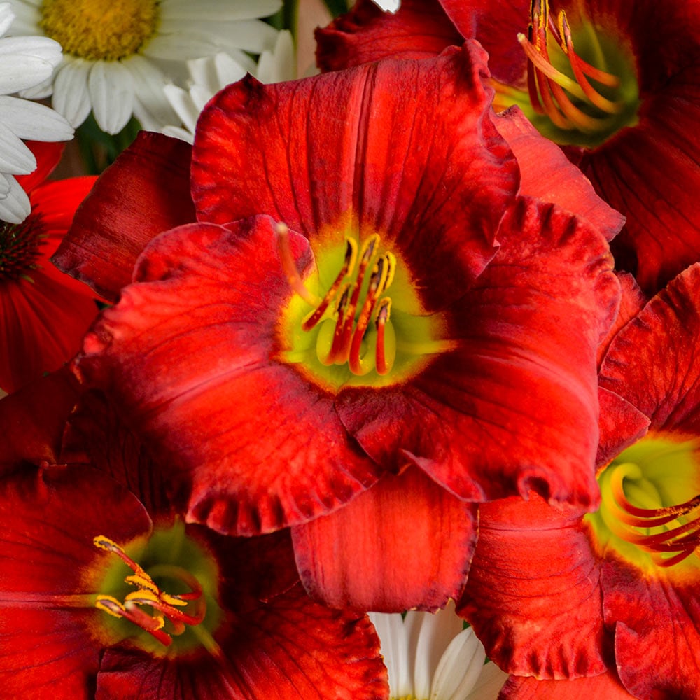 Hemerocallis (Daylily) 'Funny Valentine'