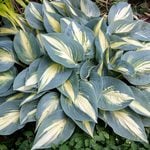  Hosta 'High Society'