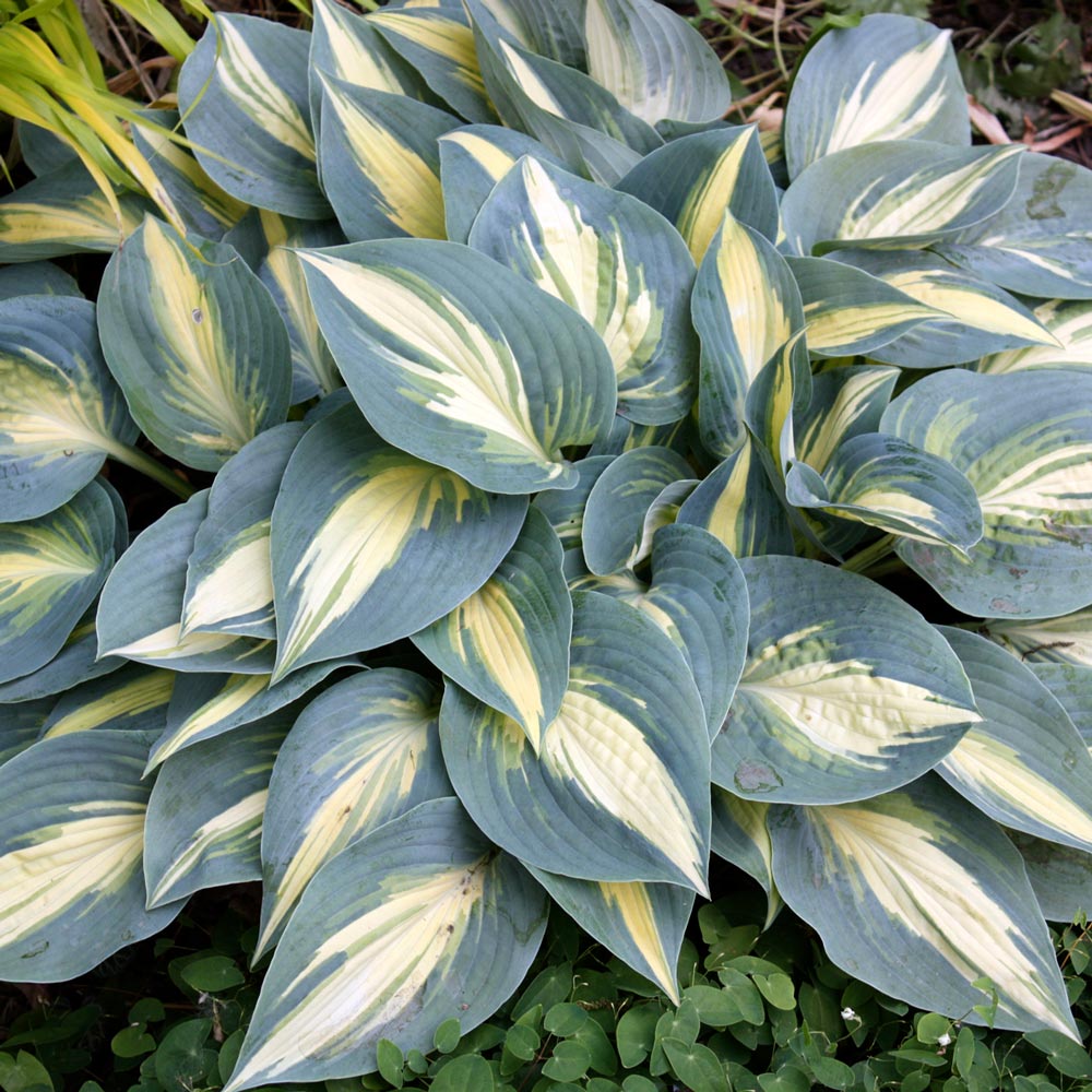 Hosta 'High Society'