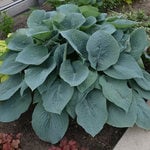  Hosta 'Blueberry Muffin'