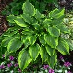  Hosta 'One Last Dance'