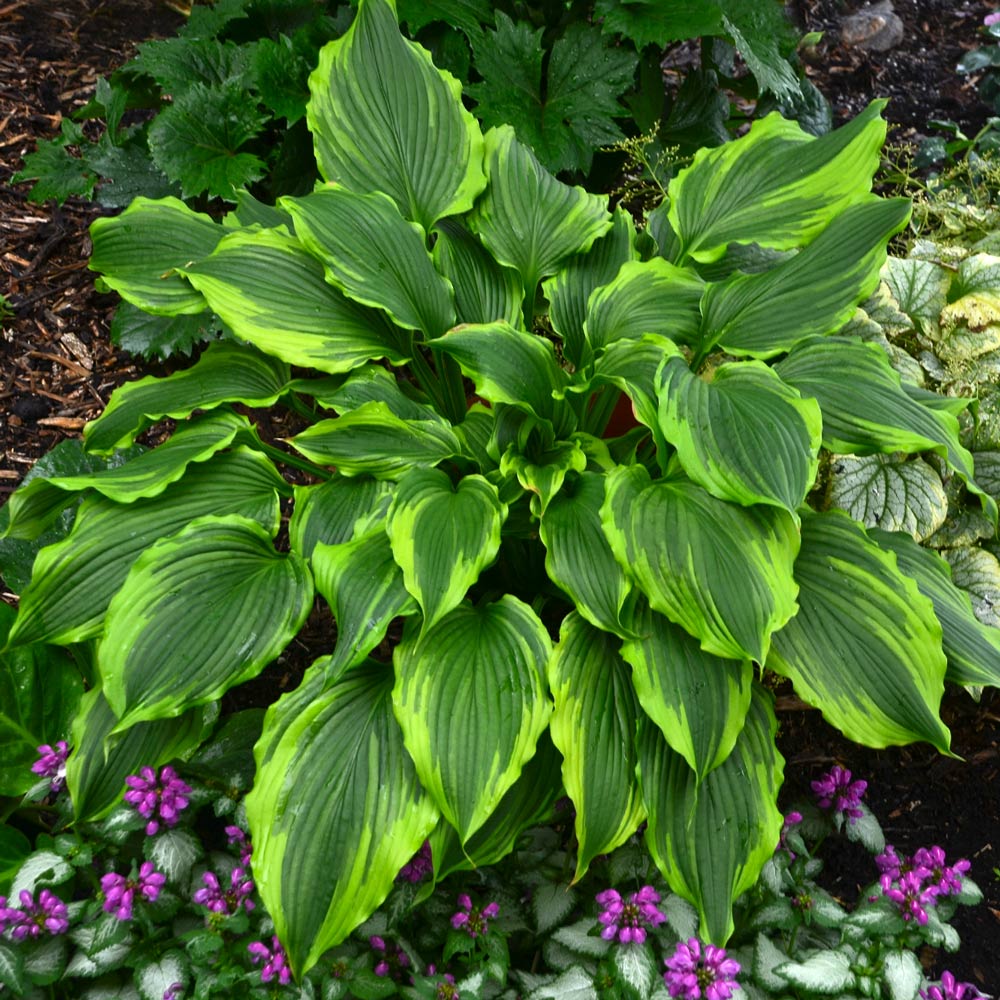 Hosta 'One Last Dance'