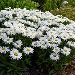  Leucanthemum x superbum 'Whoops-a-Daisy'