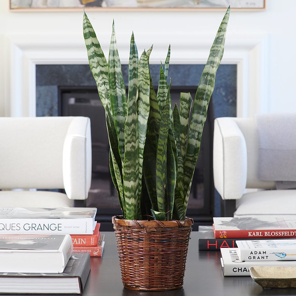 Snake Plant 'Black Coral,'  6