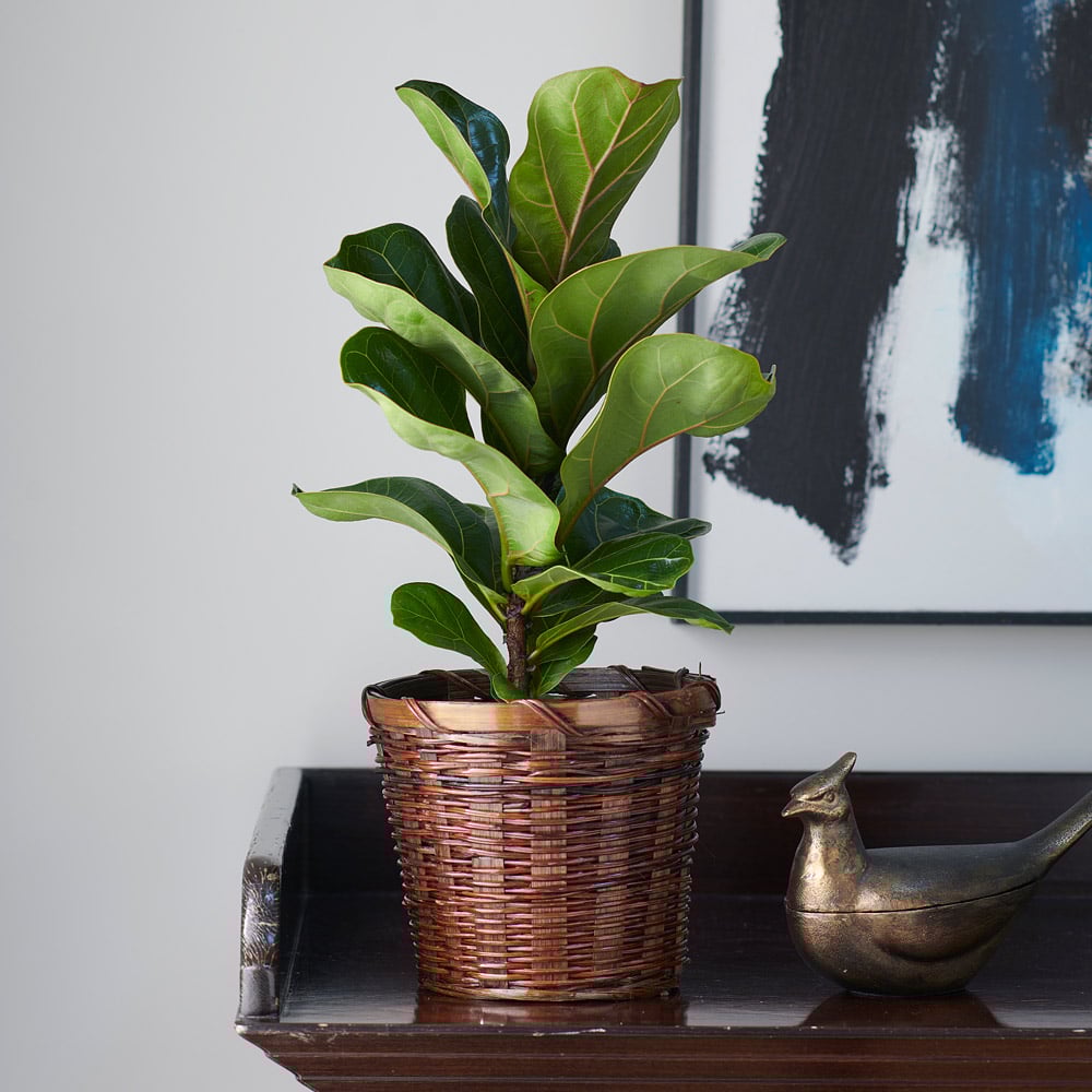 FiddleLeaf Fig 'Bambino' White Flower Farm