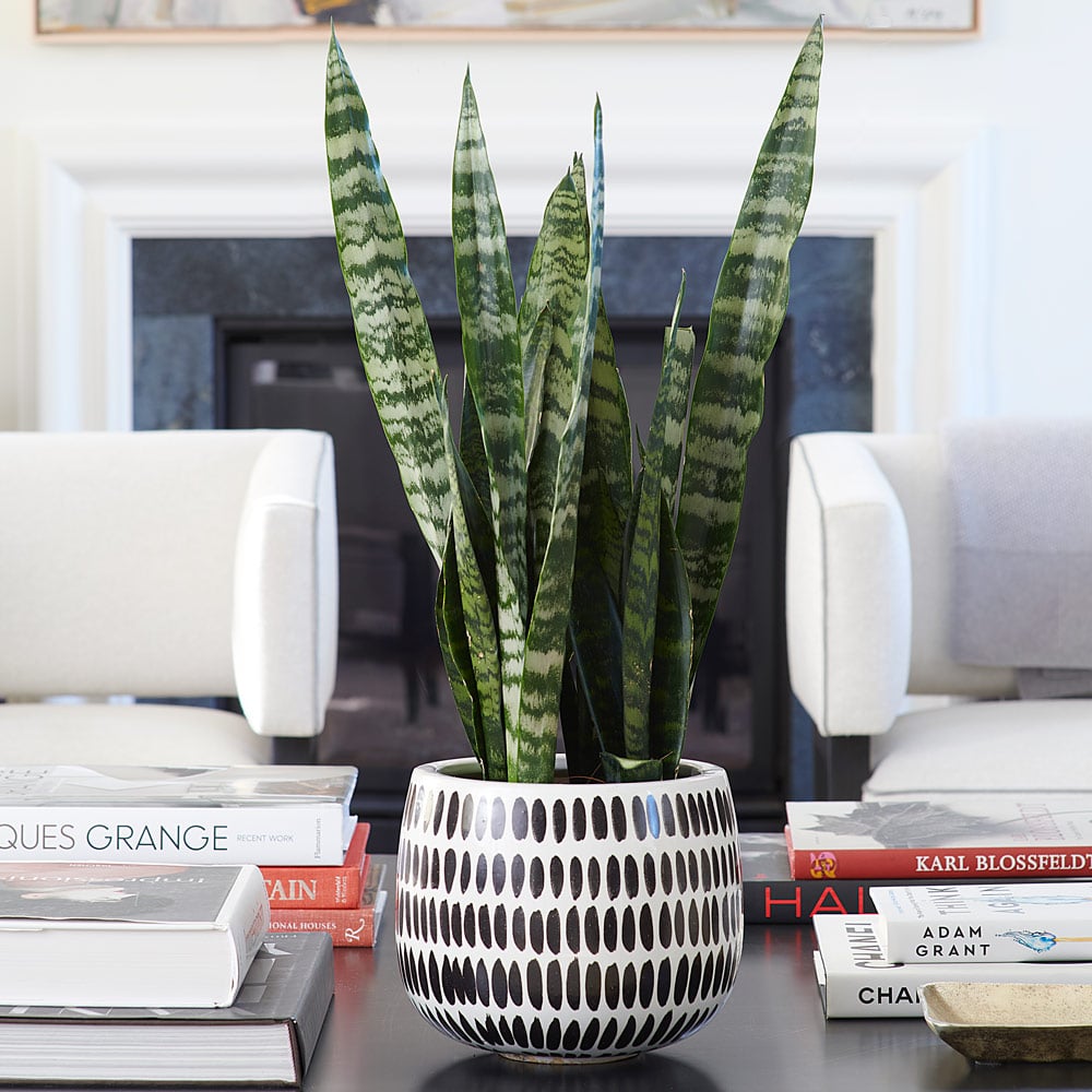 Snake Plant 'Black Coral',  6