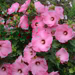  Hibiscus 'Airbrush Effect'