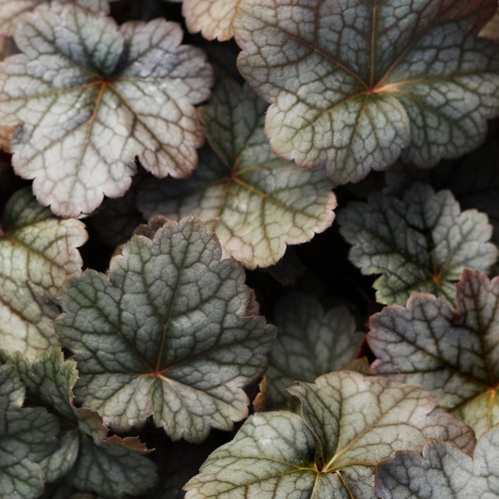 Heuchera 'Color Dream'