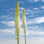 Foxtail Lily