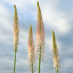  Eremurus robustus