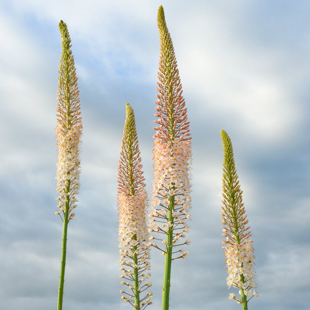 Eremurus robustus