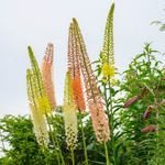  Eremurus Ruiter Hybrid Mix