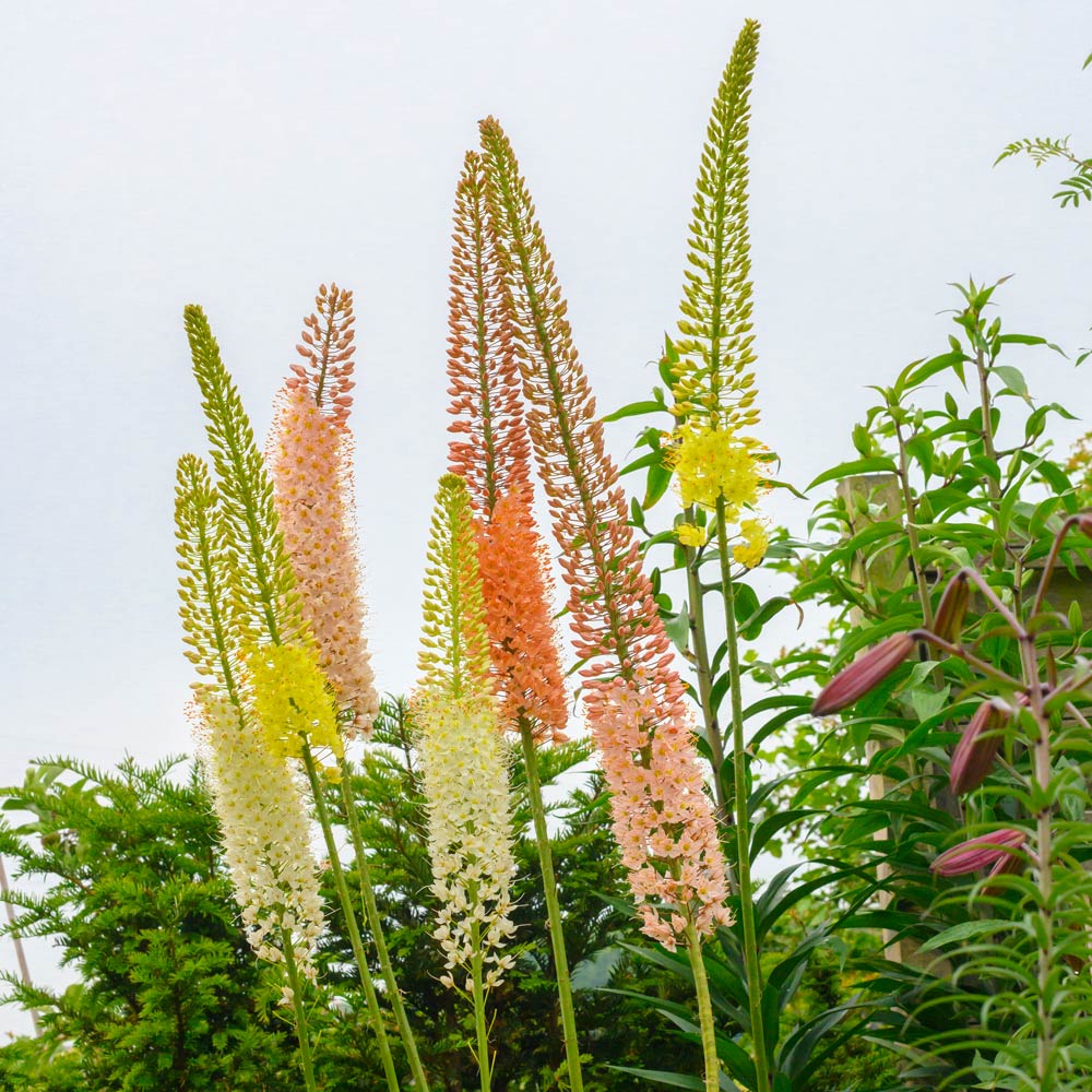 Eremurus Ruiter Hybrid Mix