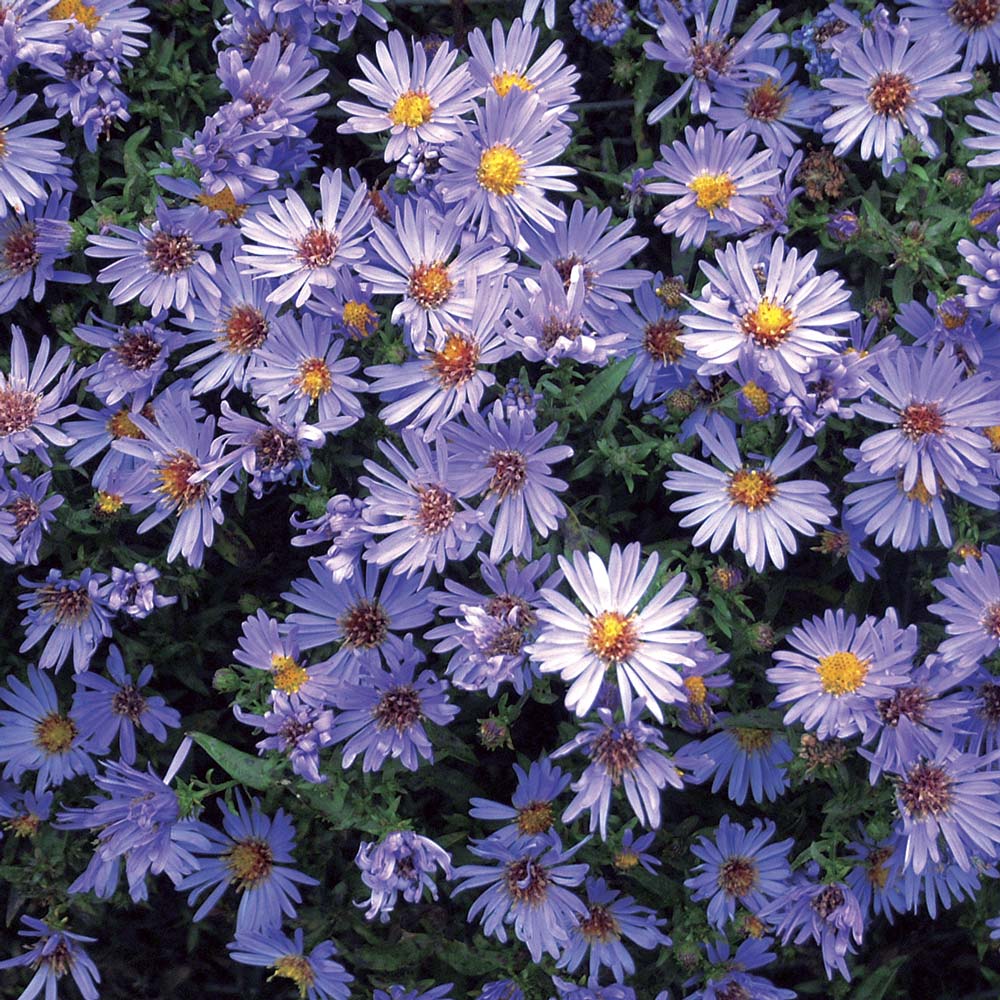 Symphyotrichum 'Wood's Blue'