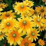 Rudbeckia hirta 'Prairie Sun'