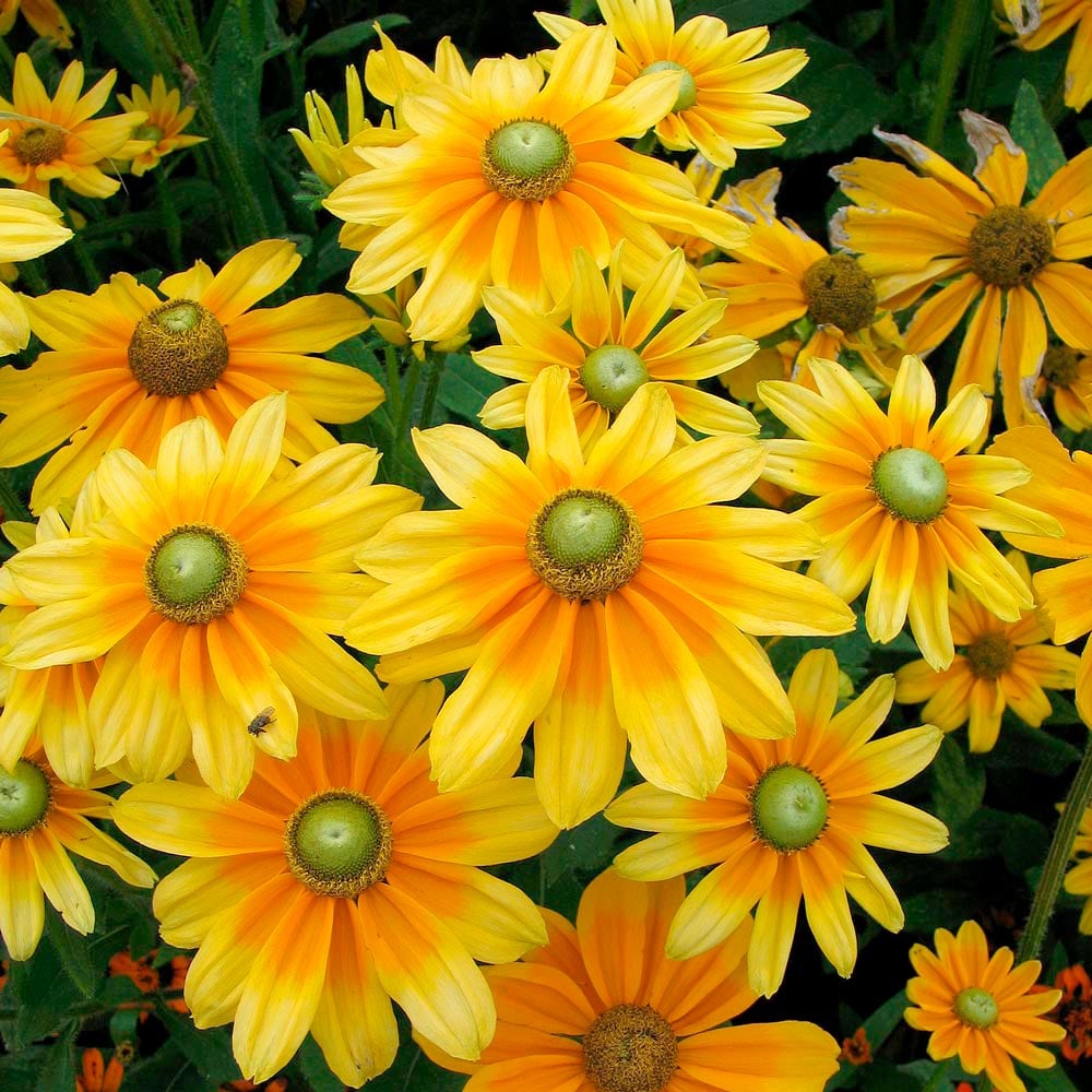 Rudbeckia hirta 'Prairie Sun'