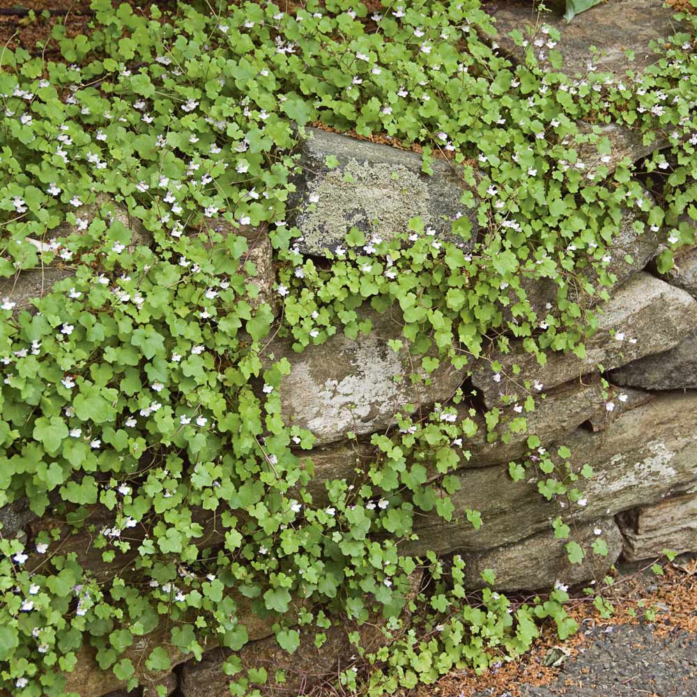 Cymbalaria muralis